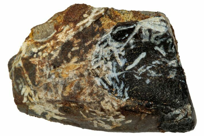 Fossil Dinosaur (Triceratops) Shed Tooth - Wyoming #323968